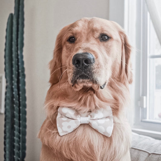 bowties